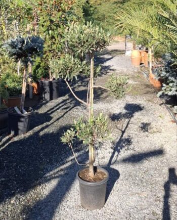 Маслина Olea europaea 'Pon-Pon' с декоративно оформени корони и сребристозелени листа. Подходяща за слънчеви градини, тераси и големи саксии.