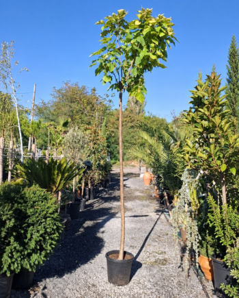 Кълбовидната Каталпа 'Нана'(Catalpa bignonioides ‘Nana’) е компактен, кръгъл дървесен сорт, който се отличава с големите си, сърцевидни листа.