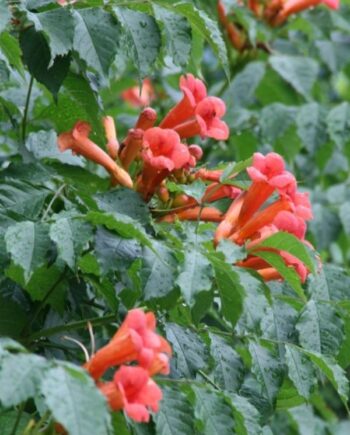 Tecoma radicans, известна също като Тромпетна лоза, е бързорастящо, катерливо растение с ярко оранжево-червени цветове.
