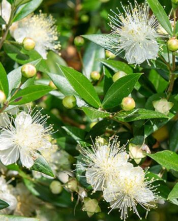 Обикновена мирта (Myrtus communis)