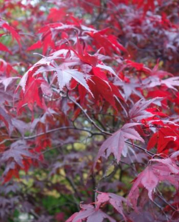 Acer palmatum ‘Atropurpureum’ – клен с ярки пурпурни листа и впечатляваща есенна окраска. Класически декоративен акцент за всяка градина.