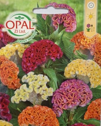 Celosia argentea е декоративно едногодишно растение с ефектни пламъкообразни или гребеновидни съцветия в ярки цветове. Подходящо за лехи, саксии и сухи букети.