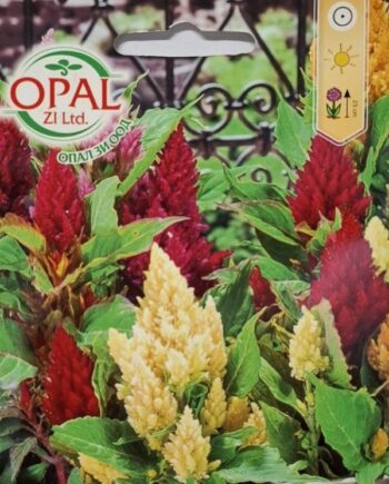Celosia argentea var. plumosa е едногодишно растение с изящни, перести съцветия в ярки багри. Подходящо за слънчеви лехи, бордюри и сухи цветни аранжировки.