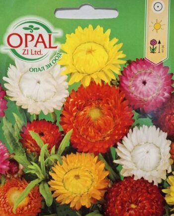 Helichrysum bracteatum е едногодишно растение с ярки, „сламени“ цветове, които запазват формата и цвета си след изсушаване. Идеално за лехи и сухи букети.