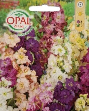 Matthiola incana (шибой) е ароматно цъфтящо растение с богата цветова гама и изправен растеж, с декоративен ефект от пролетта до лятото.