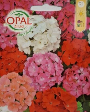 Pelargonium hortorum е популярно градинско мушкато с ярки съцветия и устойчив цъфтеж от пролетта до есента. Подходящо за балкони, саксии и цветни лехи.