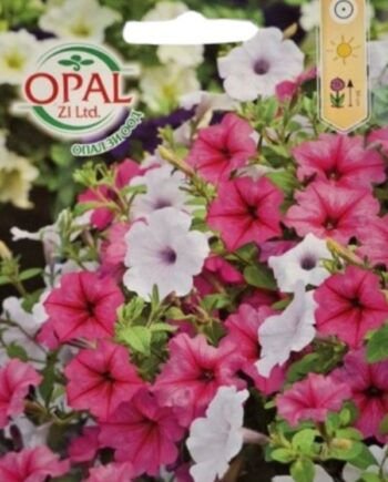 Petunia hybrida е обилно цъфтящо едногодишно растение с разнообразни багри и продължителен декоративен ефект. Подходяща за саксии, балкони и цветни лехи от пролетта до есента.