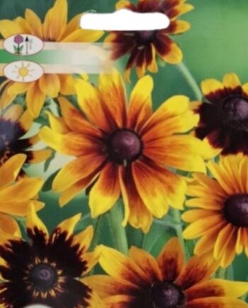 Rudbeckia hirta е ярко цъфтящо декоративно растение с жълти цветове и тъмен център. Подходяща за рязан цвят, с продължителен летен и есенен цъфтеж.