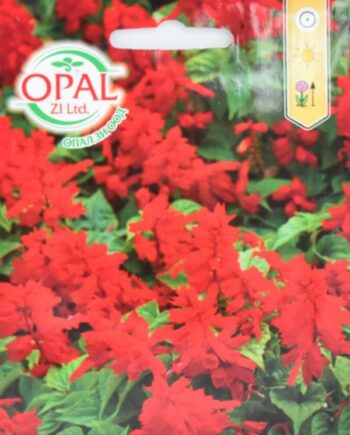 Salvia splendens е ярко цъфтящо декоративно растение с наситено червени съцветия и компактен растеж. Подходящо за лехи, бордюри и масови насаждения с продължителен летен цъфтеж.