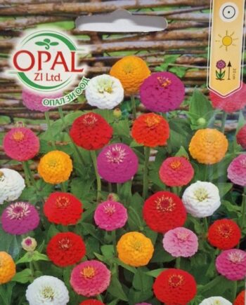 Zinnia elegans Mini е компактна, нискорастяща циния с ярки и дълготрайни цветове. Идеална за бордюри, саксии и малки градини.