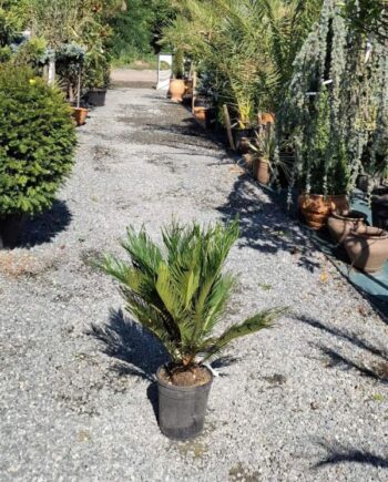 Кралски цикас (Cycas revoluta) - 50 см.