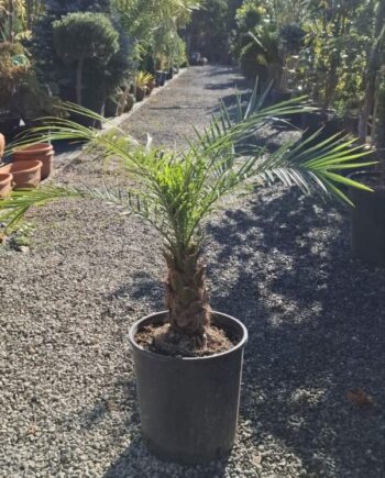 Финикова палма (Phoenix canariensis) е величествена вечнозелена палма с масивен ствол и богата корона. Идеална за градини и паркове .