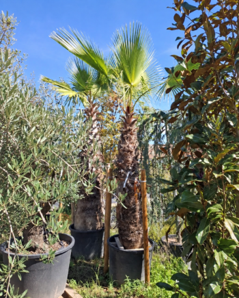 Вашингтония робуста (Washingtonia robusta)