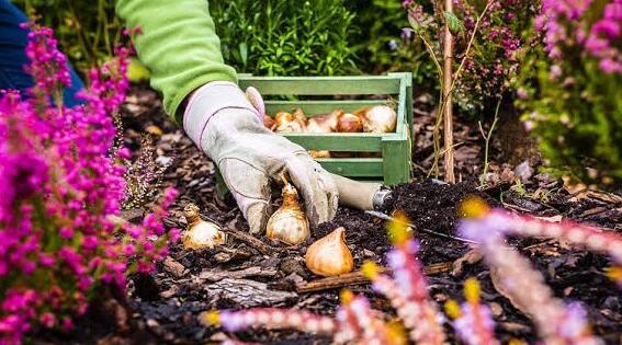 dvorat-autumn-seeding-bulb