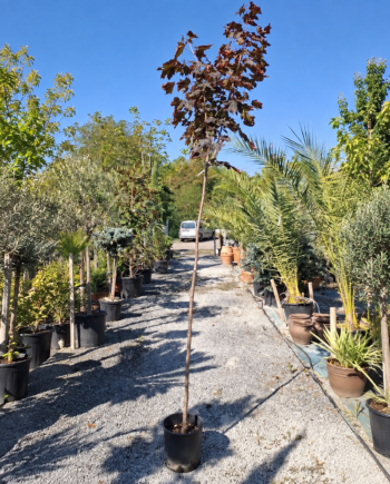 Acer platanoides 'Crimson King' е декоративен явор с гъста корона и наситено тъмнопурпурни листа, подходящ за градини, паркове и алейни насаждения.