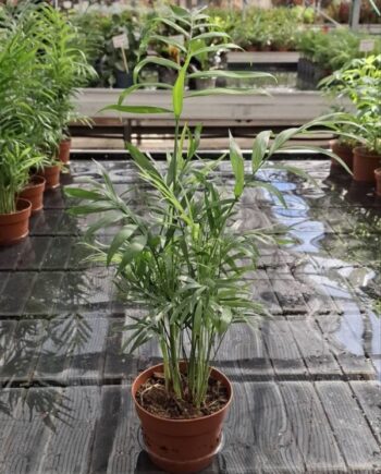 Хамедорея (Chamaedorea elegans) – елегантна стайна палма с фини зелени листа, лесна поддръжка и добра поносимост към по-слаба светлина.