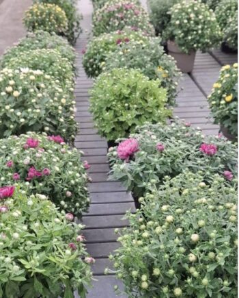 Кълбовидна хризантема (Chrysanthemum multiflora) с гъста сферична форма и обилен есенен цъфтеж. Подходяща за саксии, тераси и градината.