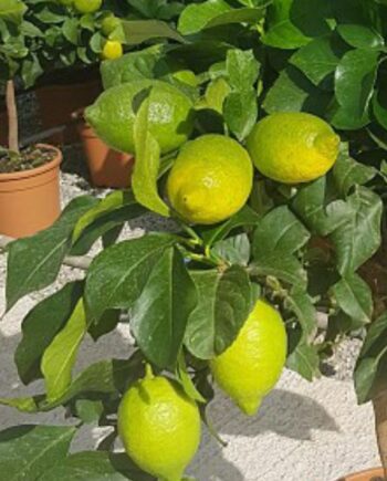 Лимон 'Cappuccio' (Citrus limon 'Cappuccio') – вечнозелен цитрус с ароматни цветове и ядливи жълти плодове, подходящ за саксия и тераса.