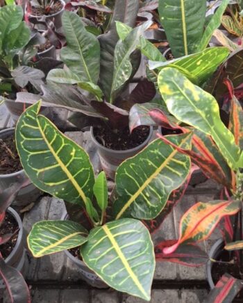 Кротон (Codiaeum variegatum)