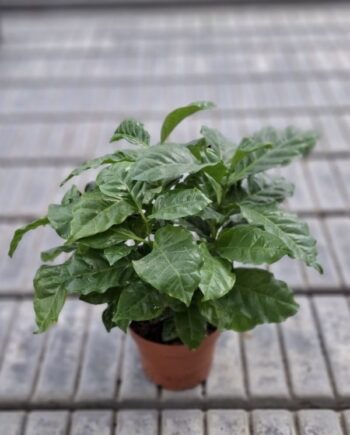 Кафе арабика (Coffea arabica) – декоративно стайно растение с лъскави зелени листа, което при подходящи условия може да цъфти и да образува плодове.