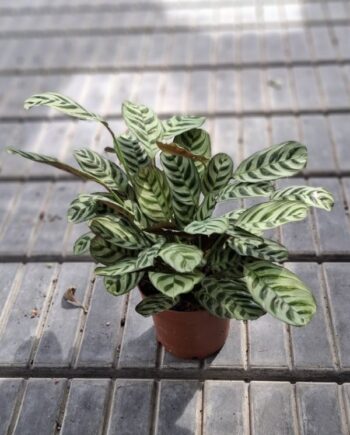 Ктенанте (Ctenanthe burle-marxii)