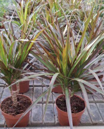 Драцена маргината (Dracaena marginata) е лесно за отглеждане стайно растение с дълги тесни листа. Вижте как да я поливате и къде да я поставите.