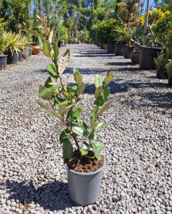 Elaeagnus × ebbingei е устойчив вечнозелен храст с гъста сребристозелена листна маса и ароматен есенен цъфтеж. Отличен избор за жив плет.