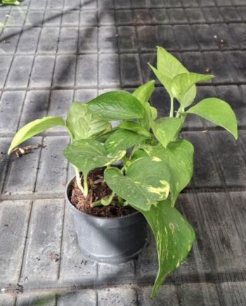 Епипремнум ауреум / Дяволски бръшлян (Epipremnum aureum)