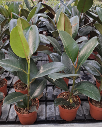 Каучуков фикус (Ficus elastica) – декоративно стайно растение с големи лъскави листа. Вижте каква светлина, поливане и грижи предпочита у дома.