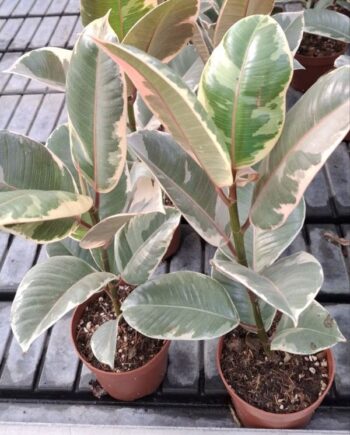 Фикус 'Tineke' (Ficus elastica) е пъстролистно стайно растение с големи зелено-кремави листа. Вижте каква светлина, поливане и грижи предпочита.