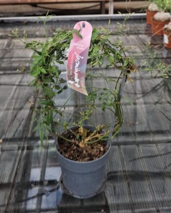 Жасмин 'Passion Dark Pink' – ароматен Jasminum polyanthum с тъмнорозови пъпки и бели цветове. Подходящ за дома, зимна градина и тераса.