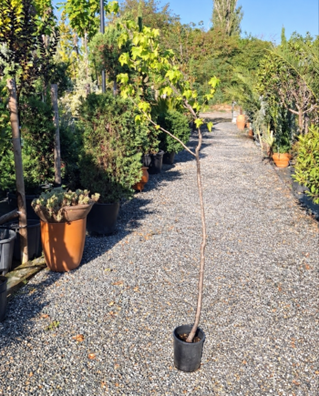 Liquidambar styraciflua е декоративно листопадно дърво със звездовидни листа и впечатляващи червени, оранжеви и пурпурни есенни багри.
