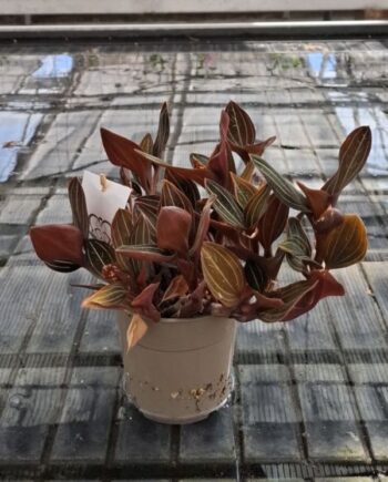Лудизия (Ludisia discolor) – скъпоценна орхидея с кадифени тъмни листа и светли жилки. Вижте каква светлина, поливане и грижи предпочита.