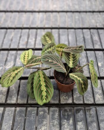 Маранта (Maranta leuconeura) – декоративно стайно растение с красиво нашарени листа. Предпочита разсеяна светлина, топлина и по-висока влажност.
