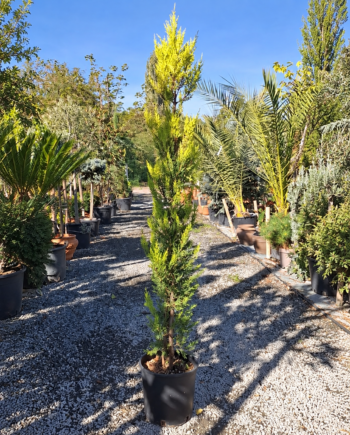 Cupressus macrocarpa 'Goldcrest'