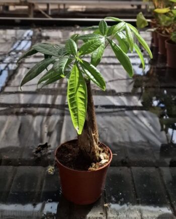 Пахира (Pachira aquatica) – декоративно стайно растение с красиви зелени листа и характерен преплетен ствол. Вижте основните грижи и поливане.