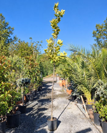 Източен чинар (Platanus orientalis)