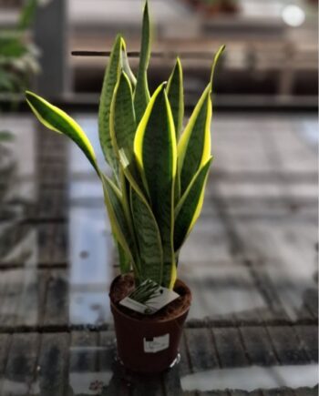 Сансевиера (Sansevieria trifasciata) – издръжливо и лесно стайно растение с декоративни изправени листа и ниски изисквания към поливането.