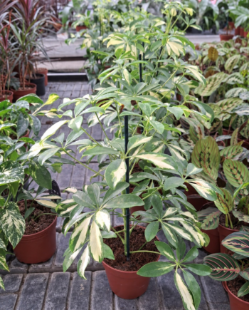 Шефлера 'Variegata' е пъстролистно стайно растение със зелено-кремави листа. Вижте каква светлина, поливане и грижи предпочита у дома.