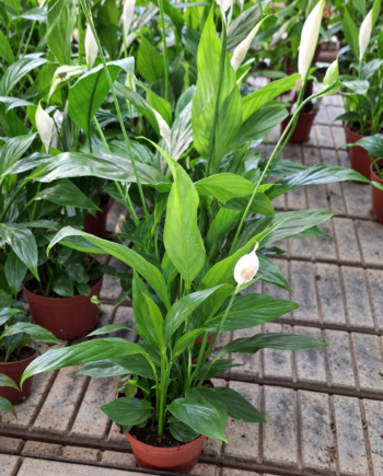 Спатифилум (Spathiphyllum) – красиво стайно растение с тъмнозелени листа и бели цветове. Вижте как да го поливате и какви грижи предпочита.