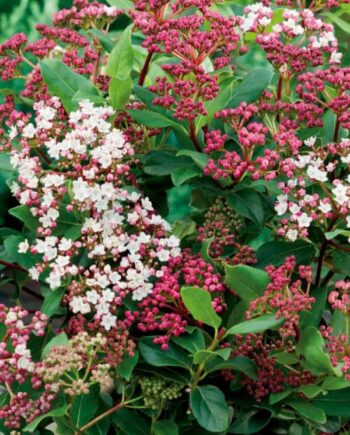 Калина 'Eve Price' (Viburnum tinus) е компактен вечнозелен храст с розови пъпки, бели зимни цветове и декоративни сини плодове.