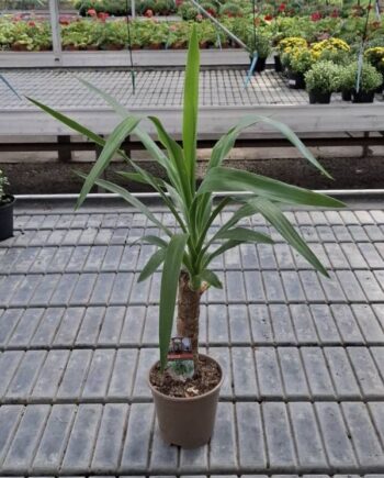 Юка (Yucca elephantipes) – лесно за отглеждане стайно растение с декоративно стъбло и дълги зелени листа. Предпочита много светлина и умерено поливане.