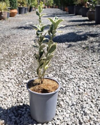 Euonymus japonicus 'Bravo' е вечнозелен храст с красиви зелено-кремави листа и гъст растеж. Подходящ за жив плет, градина и отглеждане в саксия.