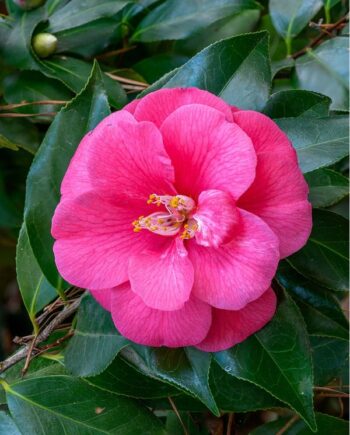 Японска камелия (Camellia japonica) – вечнозелен декоративен храст с лъскави листа и красиви пролетни цветове, подходящ за полусянка и кисела почва.