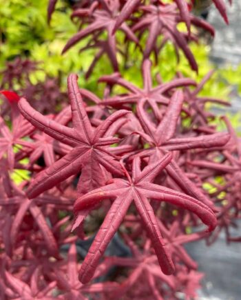 Японски клен 'Starfish' (Acer palmatum) – декоративен сорт с необичайни звездовидни, червени листа. Подходящ за малки градини, композиции и саксии.