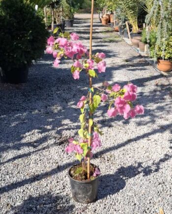 Бугенвилия (Bougainvillea) – декоративно катерливо растение с ярки цветове и продължителен цъфтеж. Подходяща за слънчеви тераси, балкони и саксии.