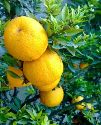 Бергамот (Citrus bergamia) – вечнозелено цитрусово дърво с ароматни цветове и плодове, богати на етерични масла. Подходящ за саксия, тераса и зимна градина.