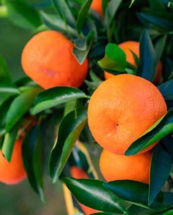 Клементина (Citrus clementina) – вечнозелено цитрусово дърво със сладки, сочни плодове и ароматни цветове. Подходяща за саксия, тераса и зимна градина.