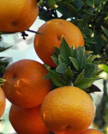 Чиното (Citrus myrtifolia) – вечнозелено цитрусово растение с компактна корона, ароматни цветове и малки оранжеви плодове. Подходящо за саксия и тераса.