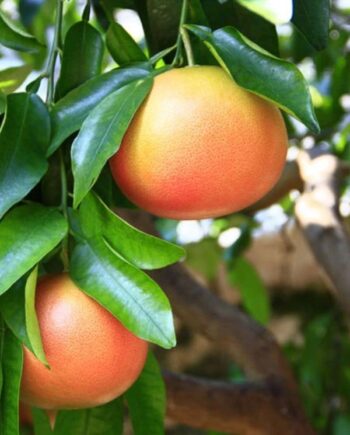 Розов грейпфрут (Citrus paradisi) – вечнозелено цитрусово дърво с ароматни цветове и сочни розови плодове. Подходящ за саксия, тераса и зимна градина.